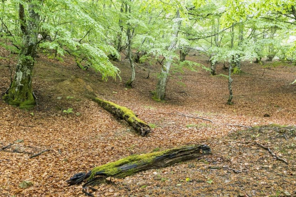 Los Molinos - Atico En Montana De Asturias Felechosa Exterior foto
