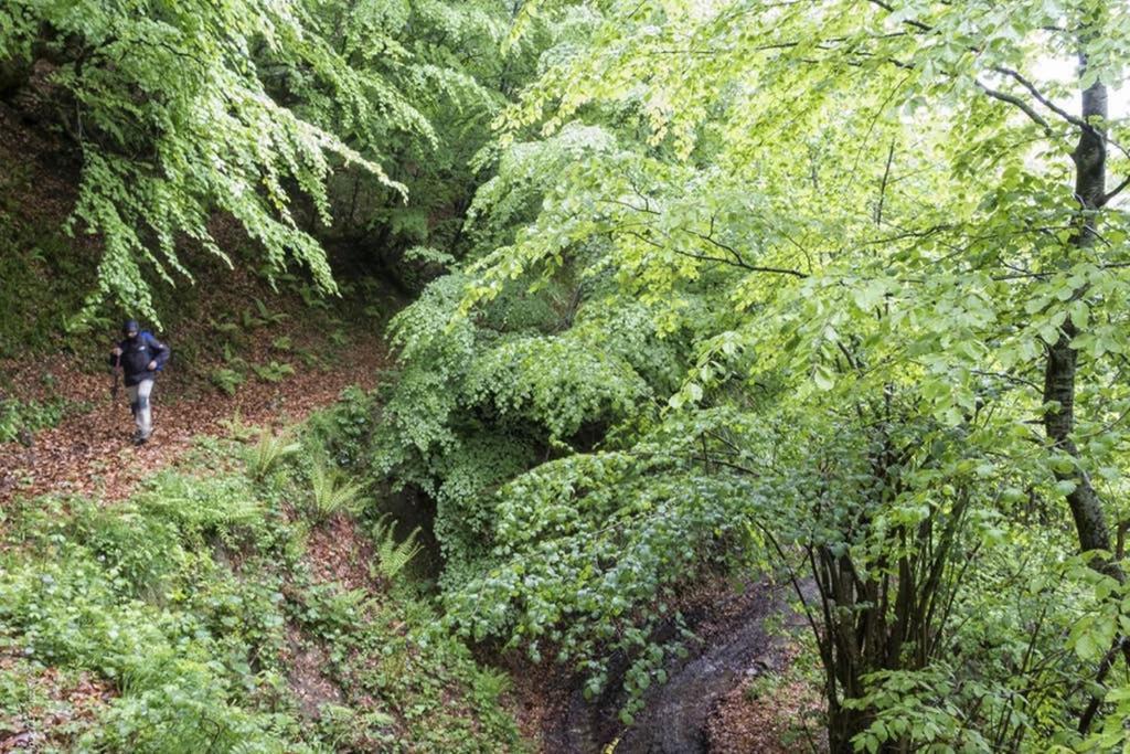 Los Molinos - Atico En Montana De Asturias Felechosa Exterior foto
